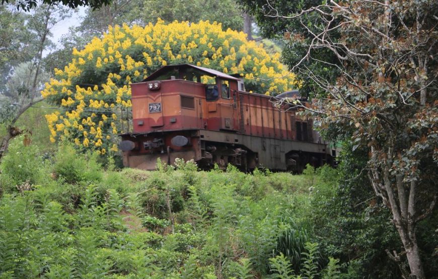 Train View Chalet